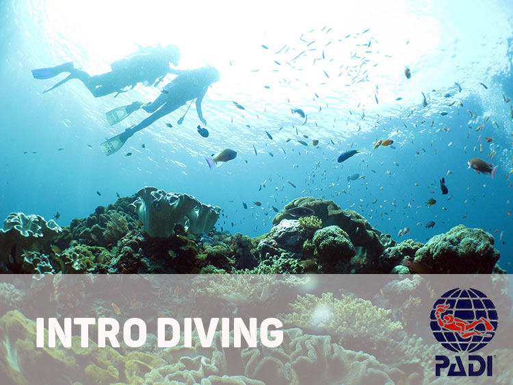 バリ島で体験ダイビング海中世界をのぞいてみよう